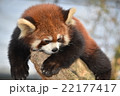 レッサーパンダ 22177417