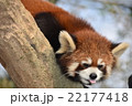 レッサーパンダ 22177418