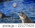 イルカ 22177420