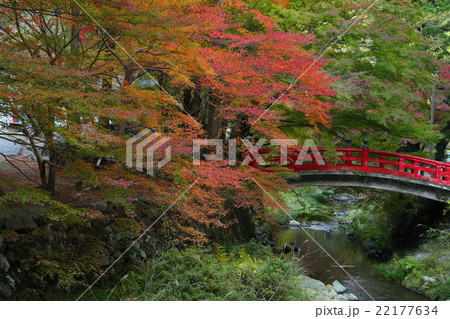 山口県　長門　大寧寺　虎渓橋　紅葉 22177634