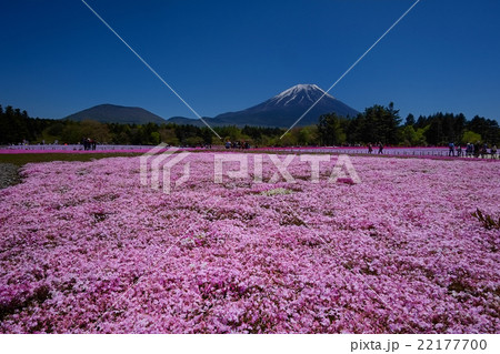 富士と芝桜 富士と芝桜 22177700