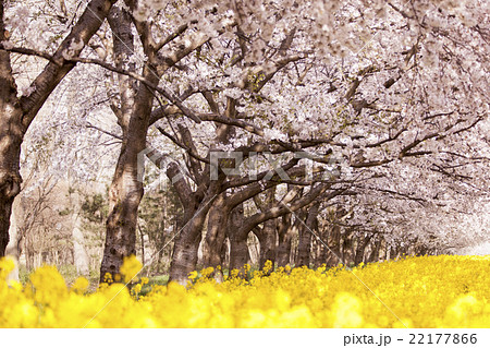 秋田県大潟村 桜と菜の花の写真素材
