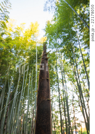 竹の子の成長 竹の子の成長 22178050