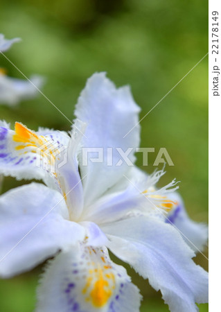 シャガの花のアップ シャガの花のアップ 22178149