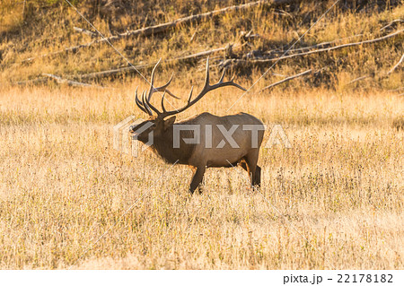 Bull Elk Bugling Bull Elk Bugling 22178182