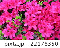 つつじ　花 22178350