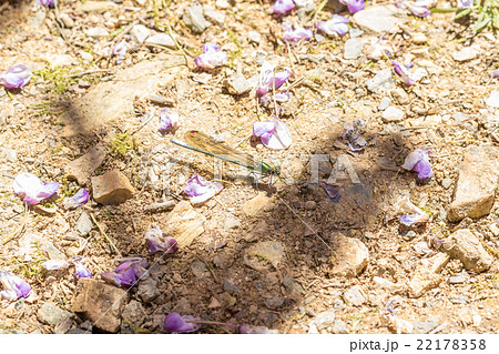 アサヒナカワトンボ アサヒナカワトンボ 22178358