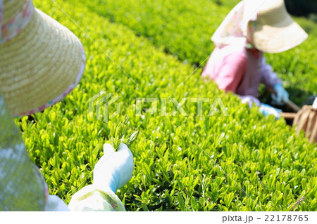 茶摘み シニア 仕事 茶畑 段々畑 緑茶 静岡 日本茶 新茶 茶摘み 新芽 春 夏 カテキン 山 の写真素材