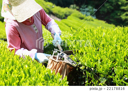 茶摘み シニア 仕事 茶畑 段々畑 緑茶 静岡 日本茶 新茶 茶摘み 新芽 春 夏 カテキン 山 の写真素材