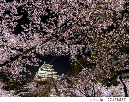 夜桜と大阪城 夜桜と大阪城 22178827