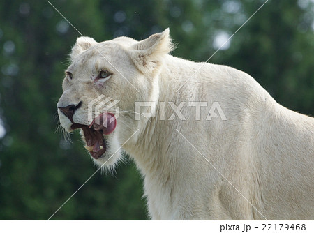 Beautiful background with the dangerous white lion Beautiful background with the dangerous white lion 22179468