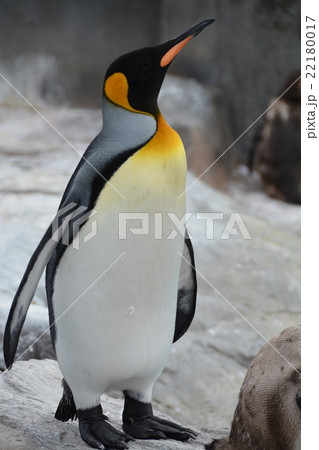 ペンギン ペンギン 22180017