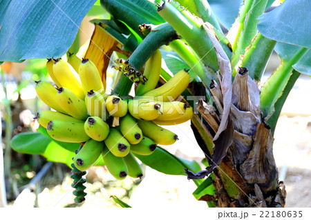 三尺バナナ 22180635
