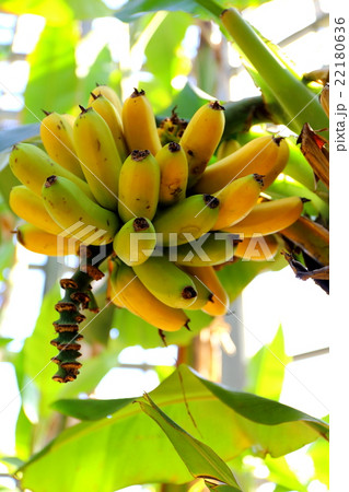 三尺バナナ 三尺バナナ 22180636