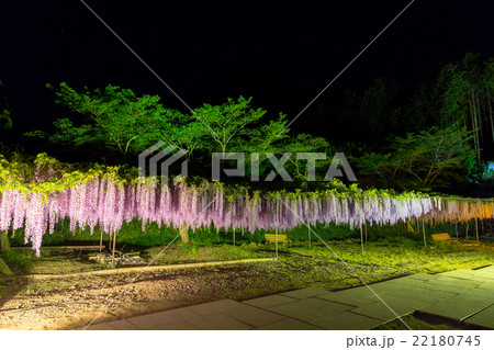 白毫寺 九尺ふじのライトアップ 22180745