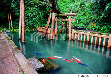 東国三社　鹿島神宮　御手洗池　（ 常陸国一宮 ）　茨城県 鹿嶋市 宮中 22180794