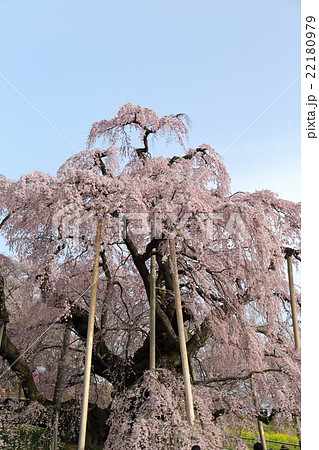 三春瀧櫻～2016春 22180979