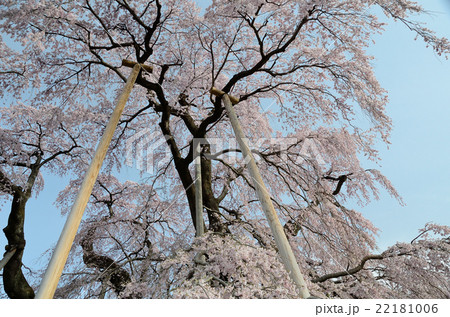 三春瀧櫻～2016春 22181006