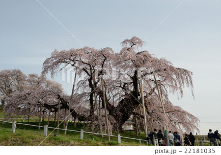 三春瀧櫻~2016春 三春瀧櫻~2016春 22181035