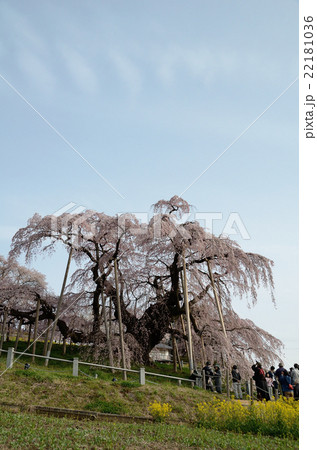 三春瀧櫻～2016春 22181036