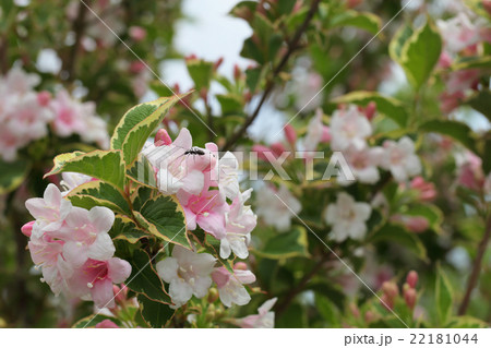 アリと斑入り葉ウツギの花の写真素材