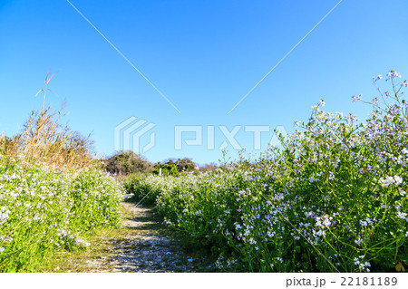 佐久島 浜大根の花 佐久島 浜大根の花 22181189