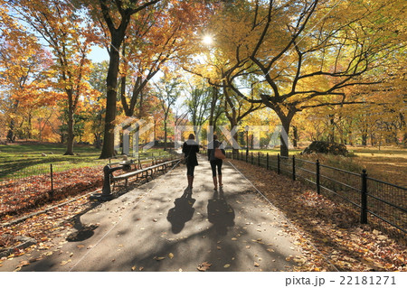 セントラルパーク　秋　黄葉の散歩 22181271