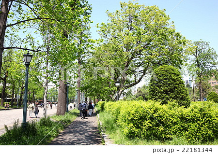 若葉東公園の新緑風景 若葉東公園の新緑風景 22181344