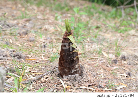 タケノコ タケノコ 22181794