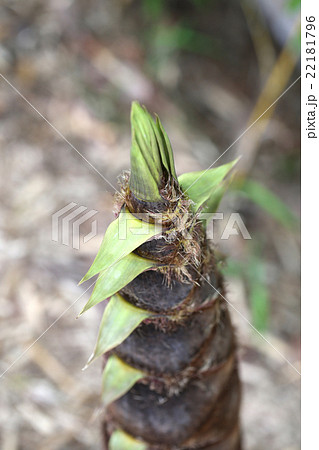 タケノコ 22181796