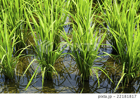 水田 米 稲 22181817