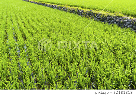 水田 米 稲 22181818