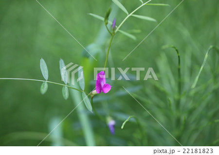 ヌスビトハギ 22181823