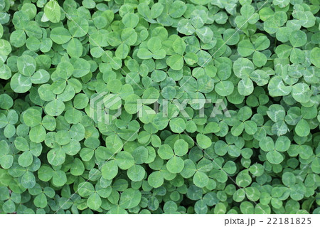 シロツメクサ 22181825