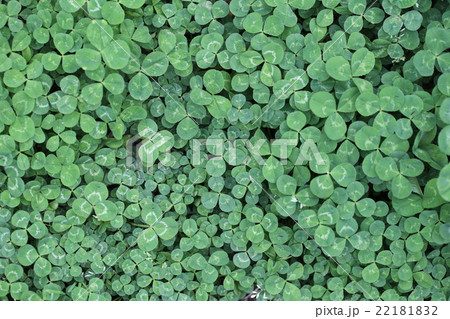 シロツメクサ シロツメクサ 22181832