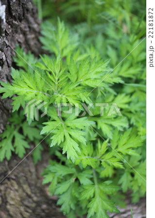 よもぎ よもぎ 22181872