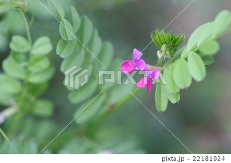 ヌスビトハギ 22181924