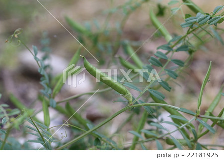 ヌスビトハギ 22181925