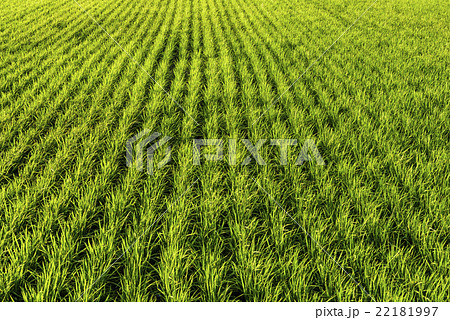 水田 米 稲 22181997