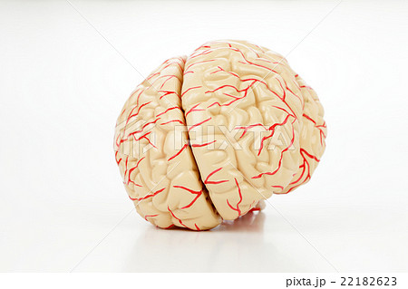 脳の模型の写真素材