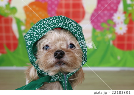 ヨークシャーテリア 22183301