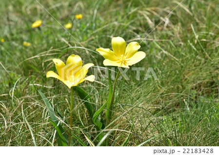 Wild tulip in Caucasus mountains 22183428