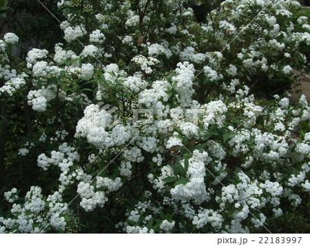 コデマリ 22183997