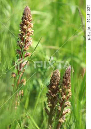 自然　植物　ヤセウツボ、葉緑素を持たない寄生植物で外来種です。様々な植物に被害を与えるようです 22184024