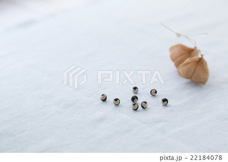 風船葛のタネ ハートの贈り物 22184078