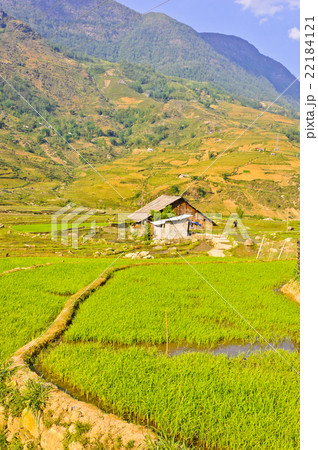Scenic of rice crops, Vietnam 22184121
