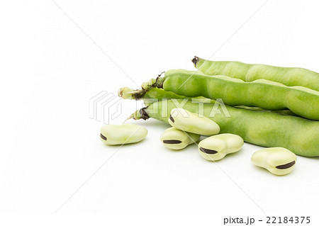 ソラマメ:Broad bean (Fava bean) ソラマメ:Broad bean (Fava bean) 22184375
