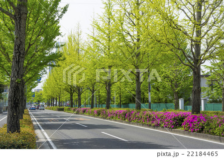 新緑の銀杏並木・愛宕上杉通り 22184465
