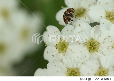 生き物　昆虫　ヒメマルカツオブシムシ、悪名高い衣類の害虫は私です 22184864