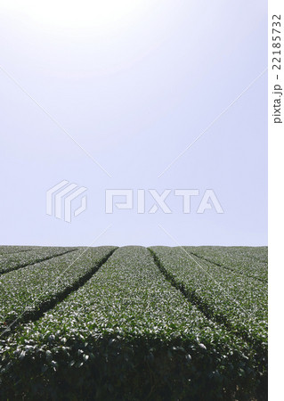 茶畑 奈良市田原地区 茶畑 奈良市田原地区 22185732